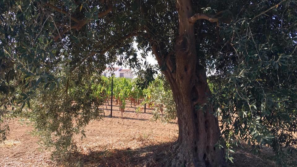 Serra Niedda Resort & Agriturismo ソルソ エクステリア 写真
