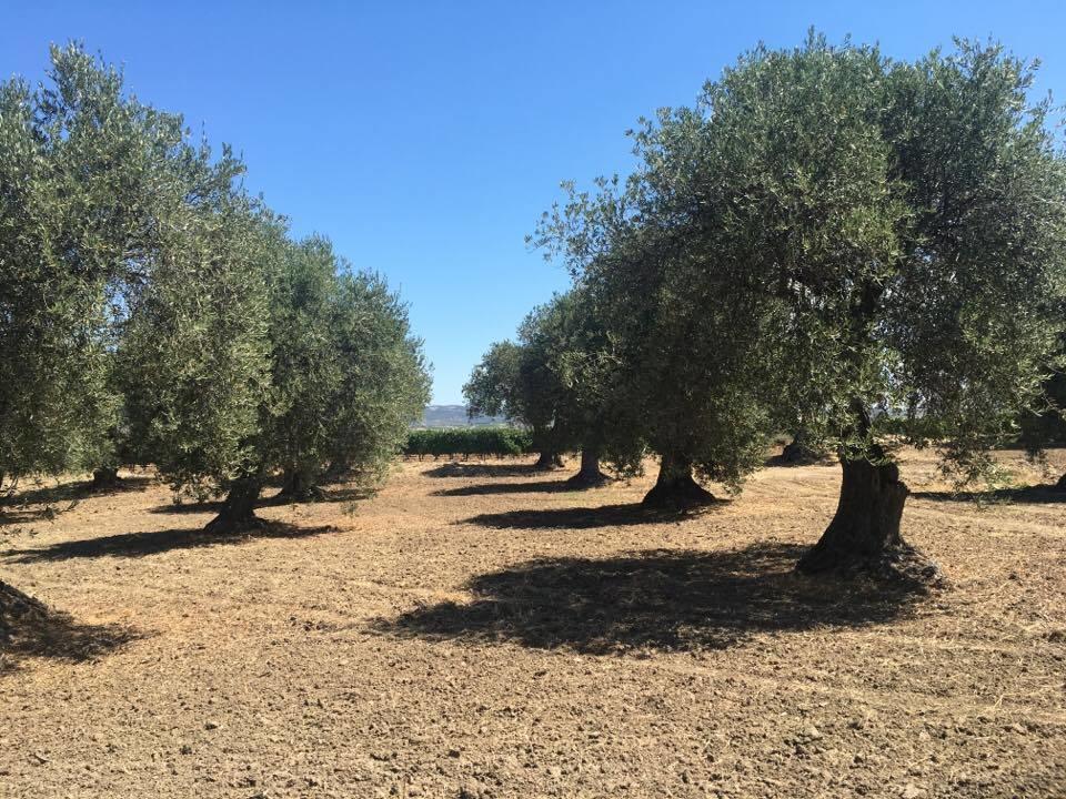 Serra Niedda Resort & Agriturismo ソルソ エクステリア 写真