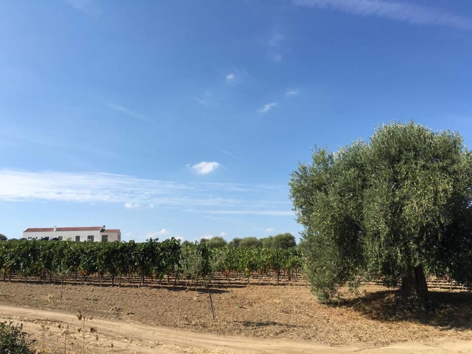 Serra Niedda Resort & Agriturismo ソルソ エクステリア 写真